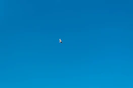 A peaceful dove soaring against a clear blue sky symbolizing hope.
