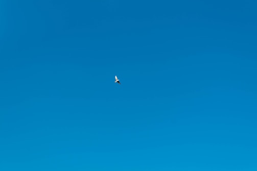 An eagle soaring high against a clear blue sky, embodying freedom.