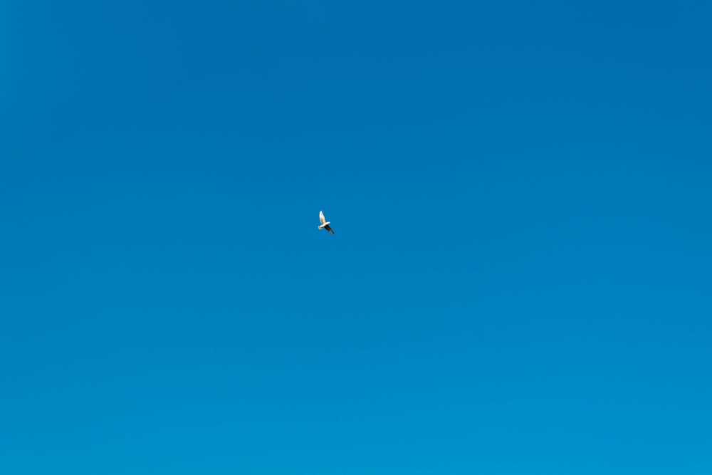 a bird flying high up in the sky