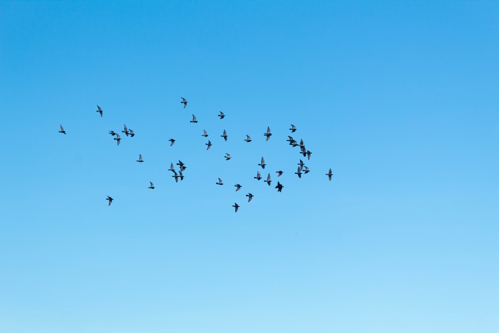 a flock of birds flying through a blue sky