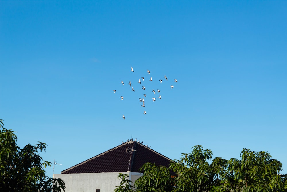 a flock of birds flying over a building