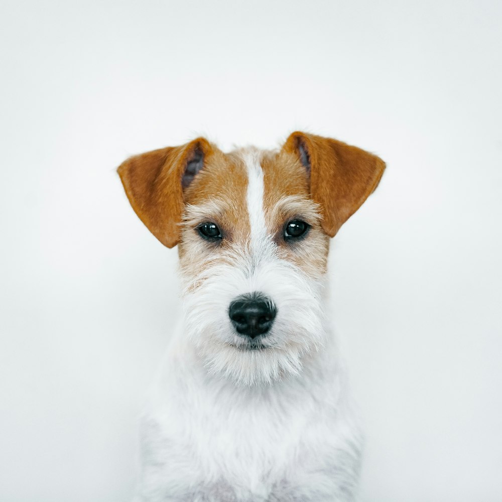 a small white and brown dog with a black nose