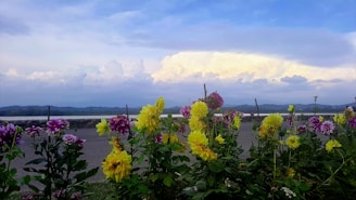 A close-up of fresh-cut flowers bursting with color against the backdrop of the Mission Mountains.