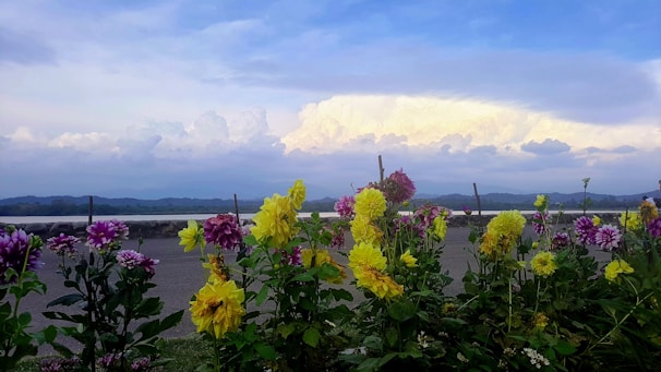 A close-up of fresh-cut flowers bursting with color against the backdrop of the Mission Mountains.