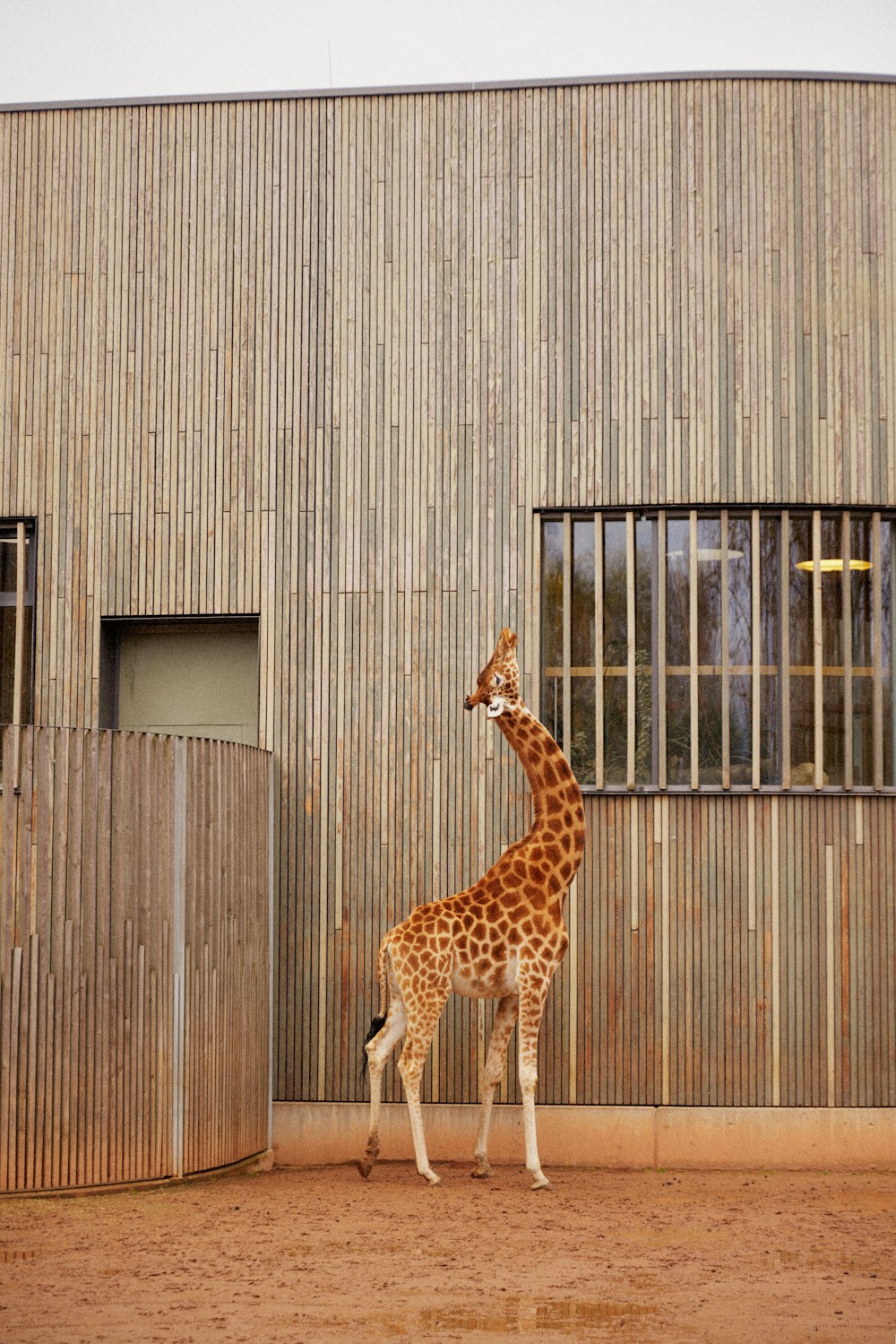 a giraffe standing in front of a building