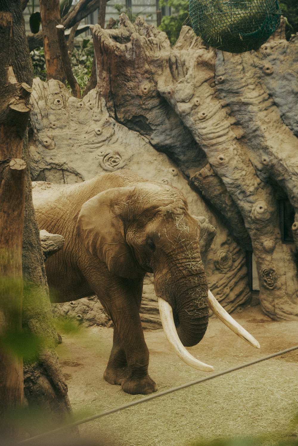 Un elefante parado en el recinto de un zoológico junto a un árbol