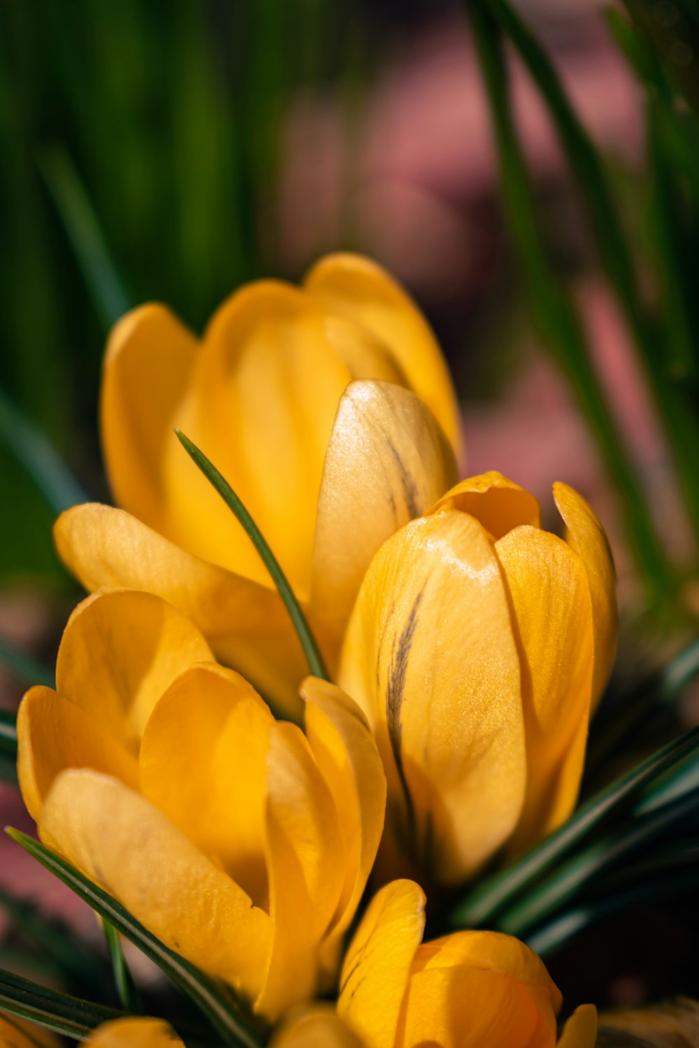 a close up of a bunch of yellow flowers