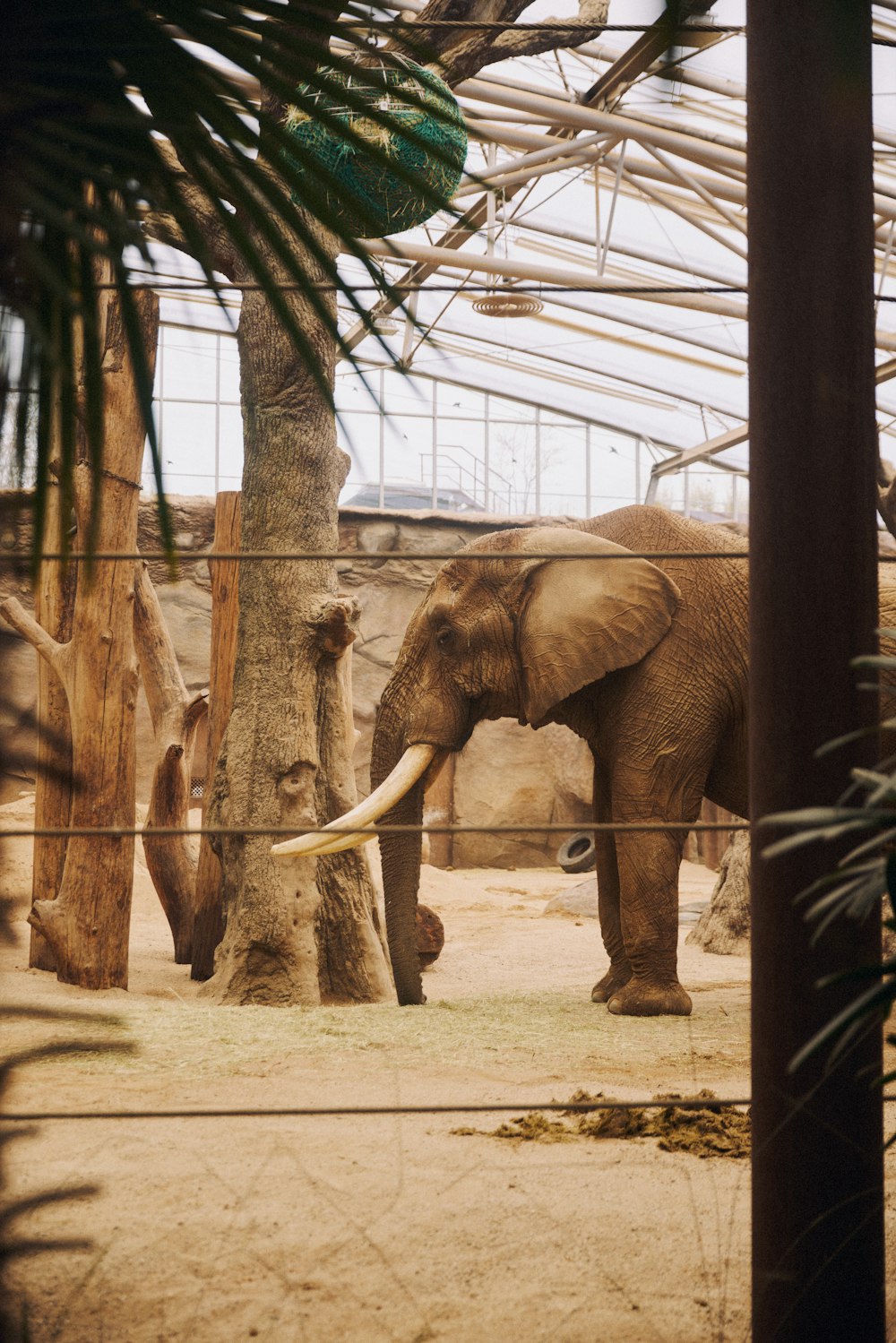 a large elephant standing next to a tree