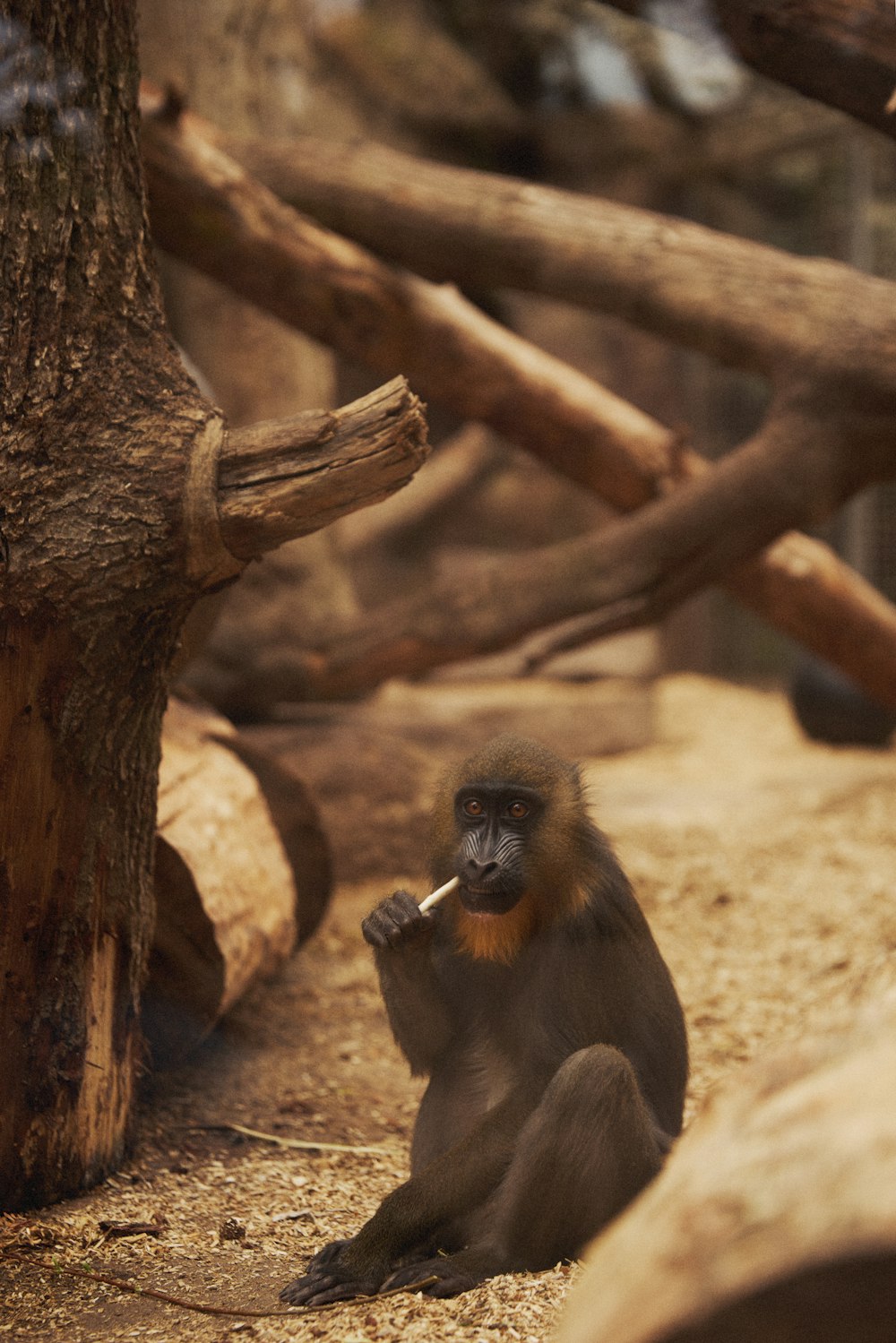 a monkey sitting on the ground next to a tree