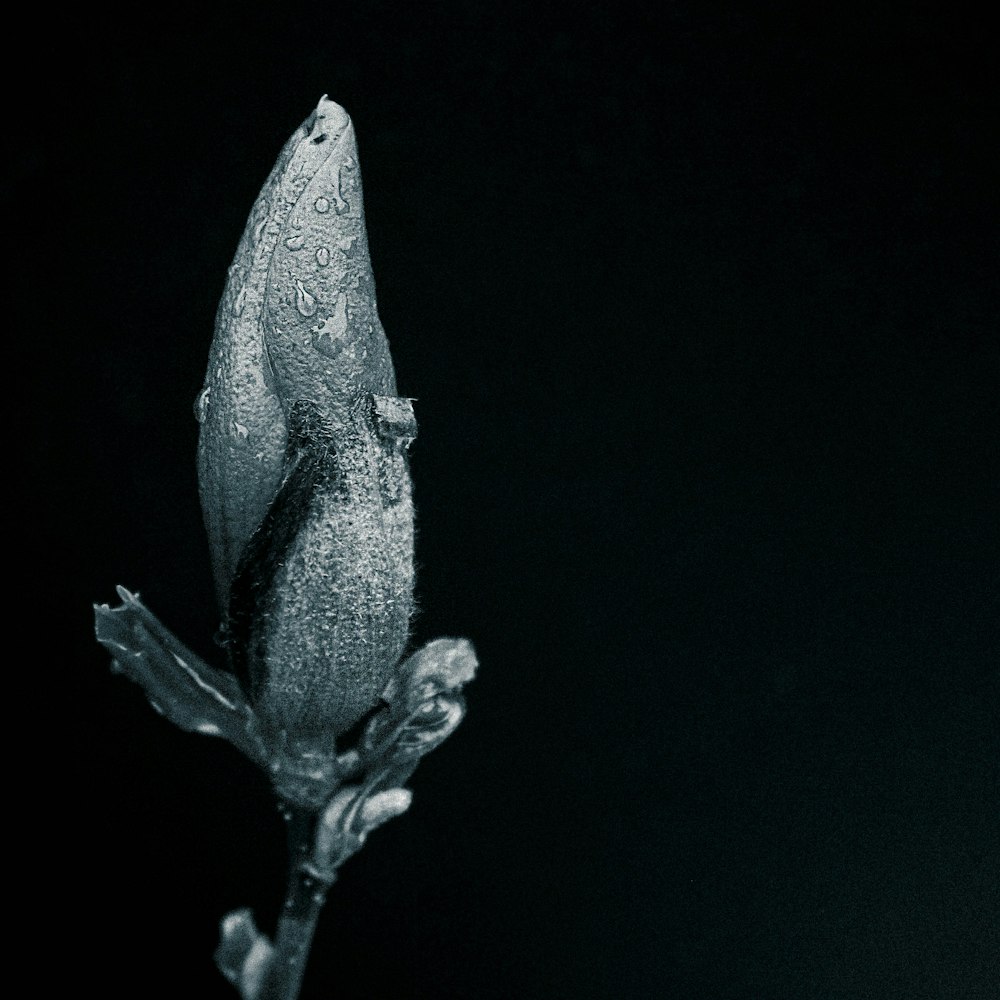 a black and white photo of a flower