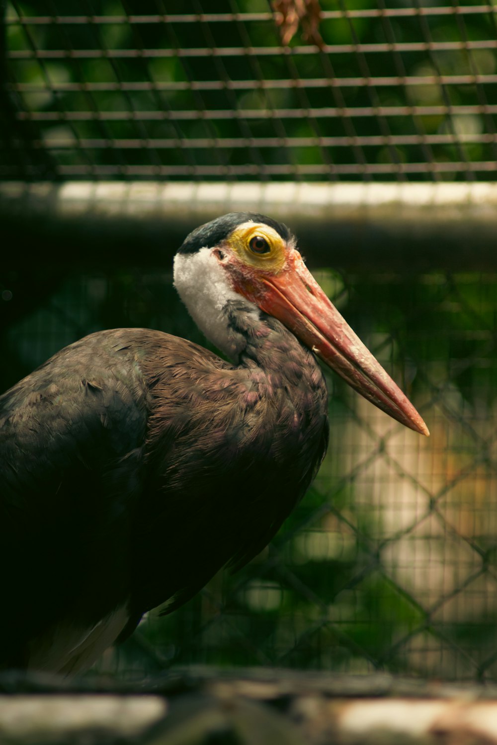 a close up of a bird in a cage