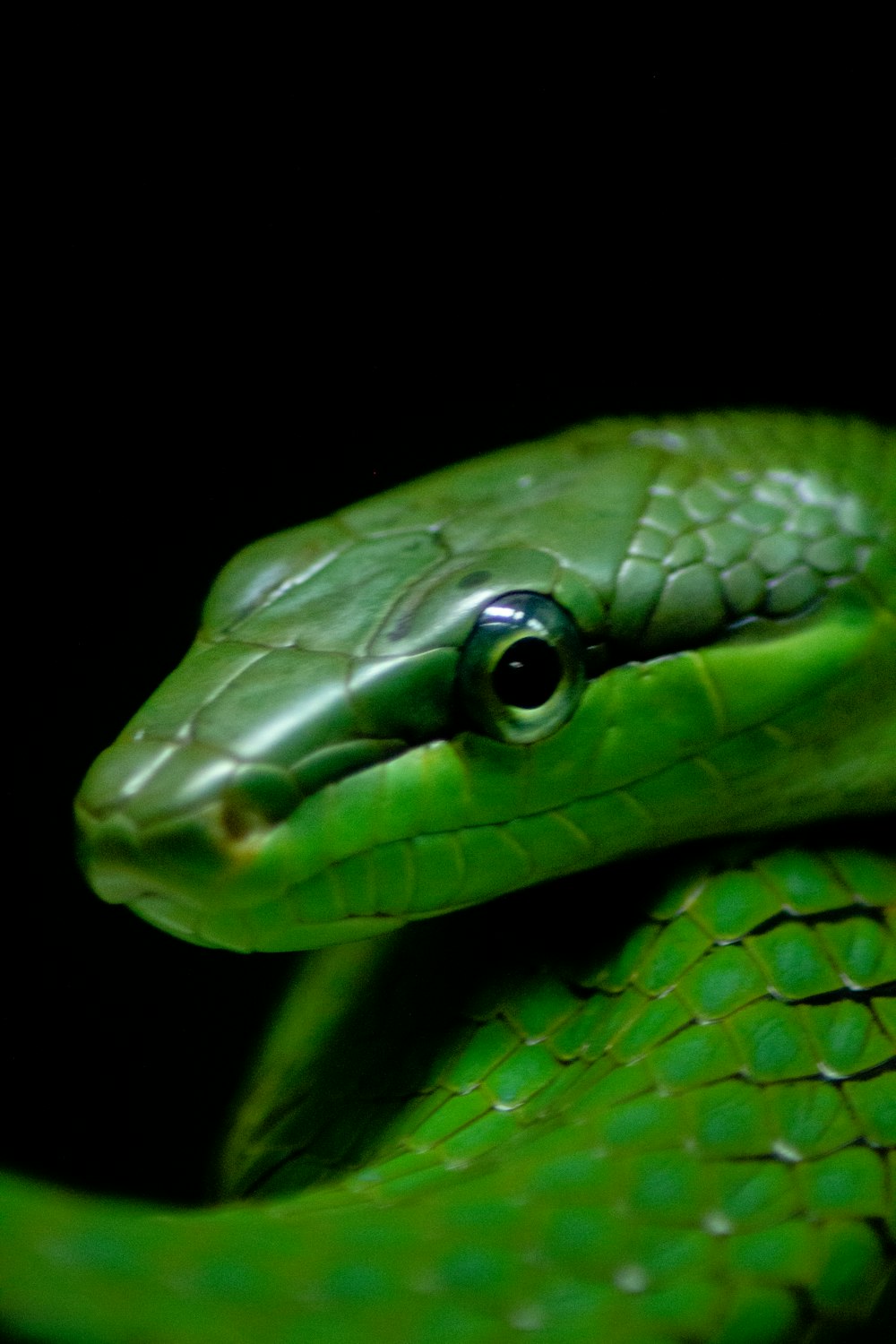 a close up of a green snake on a black background