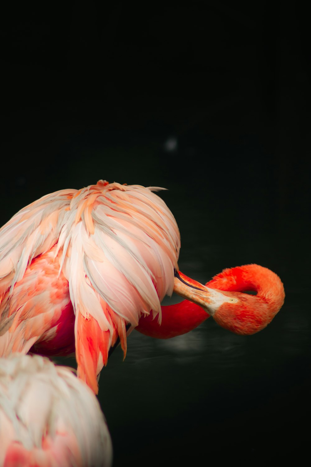 a pink flamingo standing in the water with its head in the water