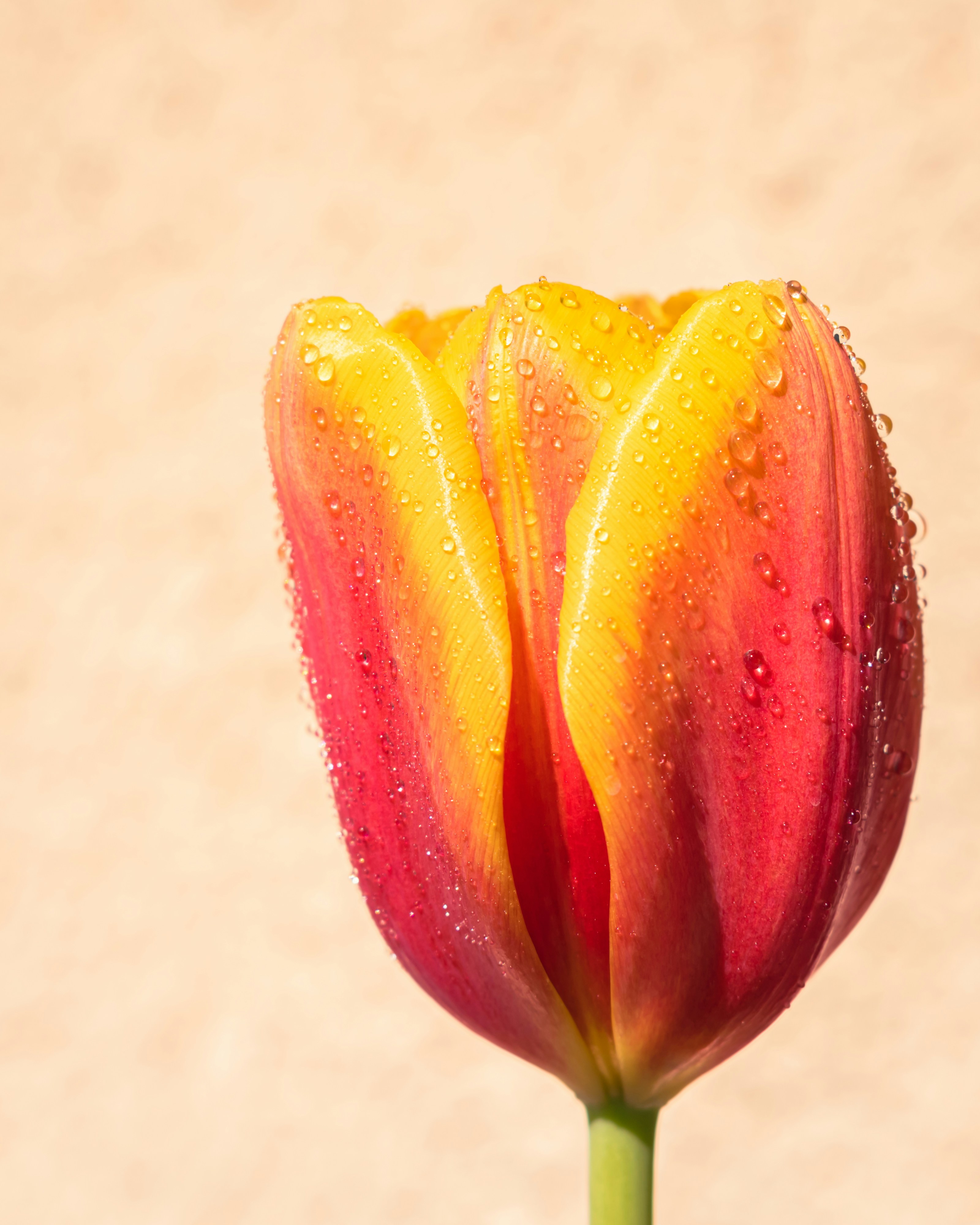 a red and yellow flower with water droplets on it