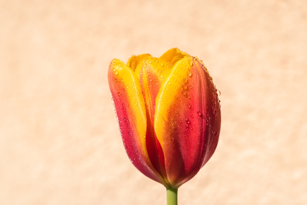 a red and yellow flower with water droplets on it