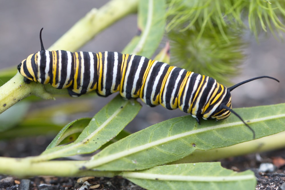 a black and yellow caterpillar on a green plant