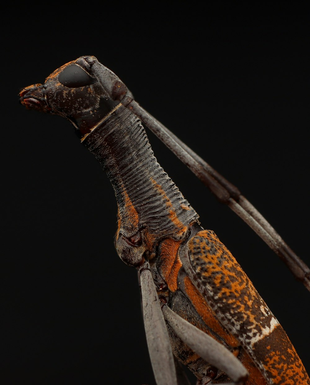 a close up of an insect on a black background