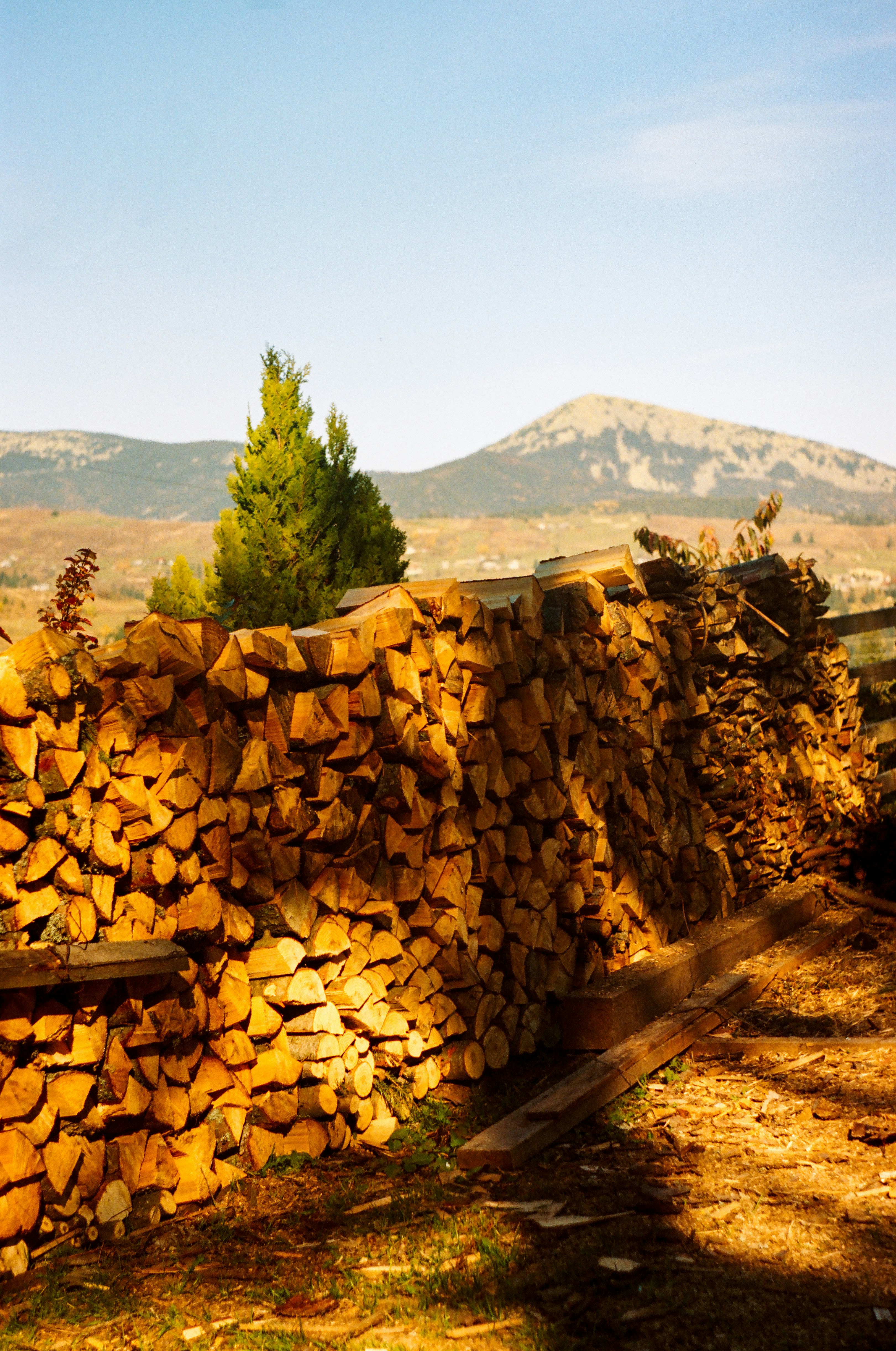 a pile of wood sitting next to a forest