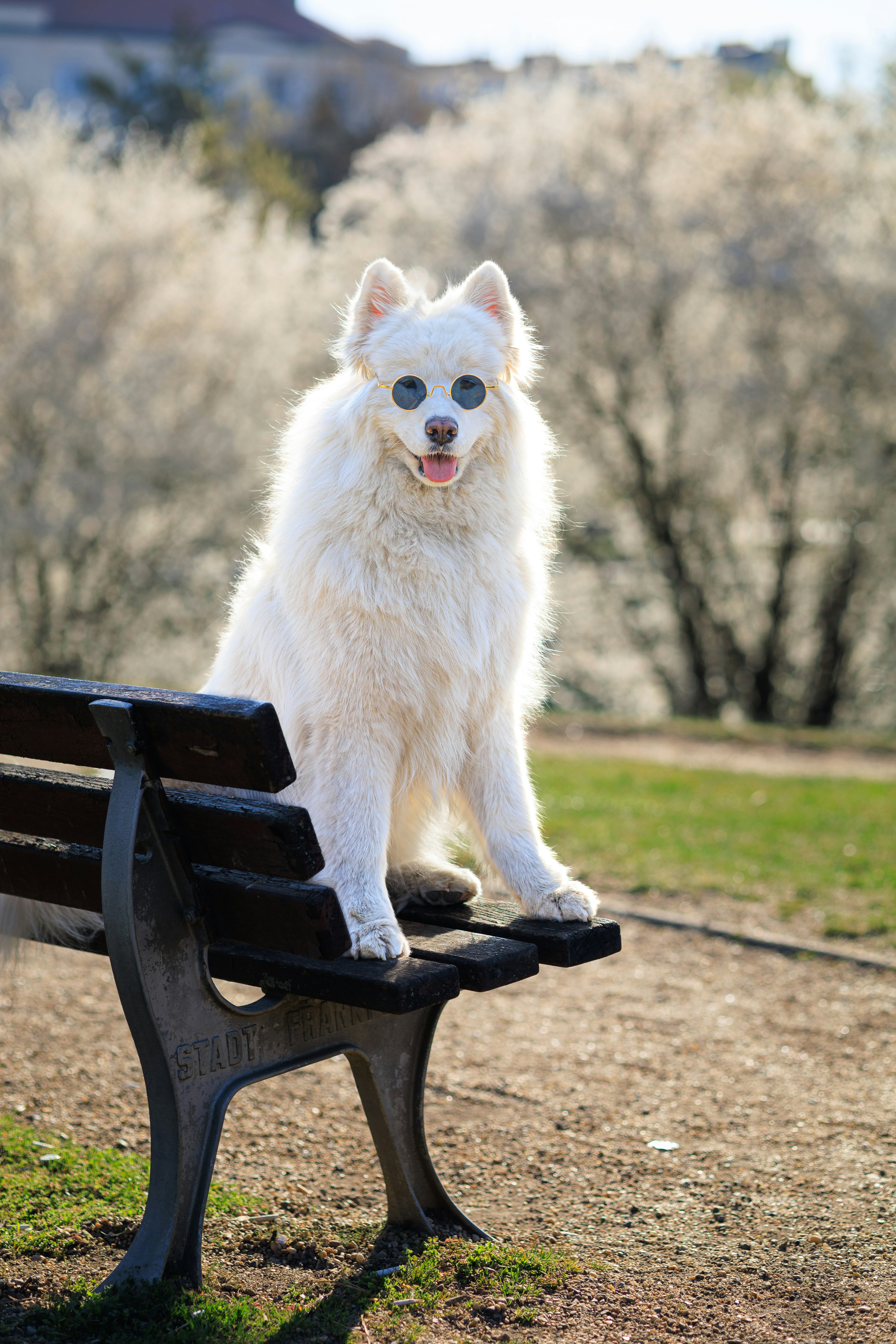 a white dog sitting on top of a wooden bench