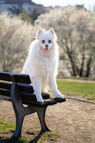 A playful dog wearing a bright, handmade sweatshirt in a sunny park.