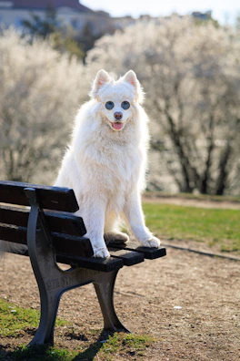 A playful dog wearing a colorful hand-sewn sweater, sitting happily in a sunny park.