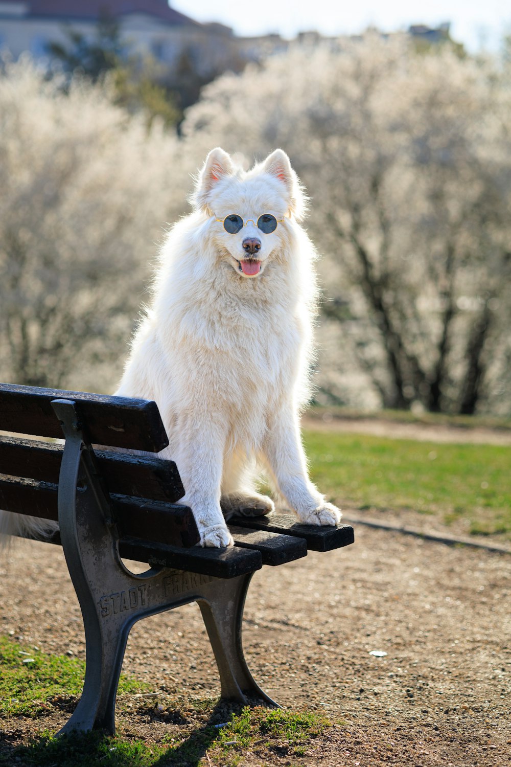 a white dog sitting on top of a wooden bench