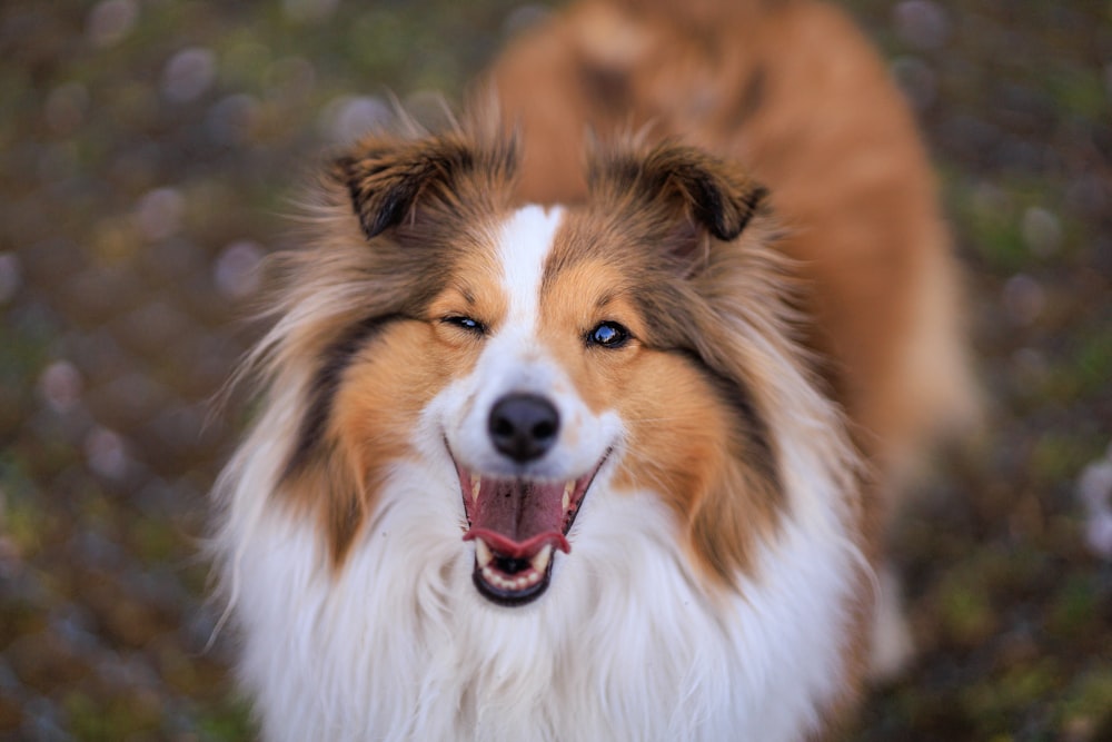 a brown and white dog standing on top of a grass covered field