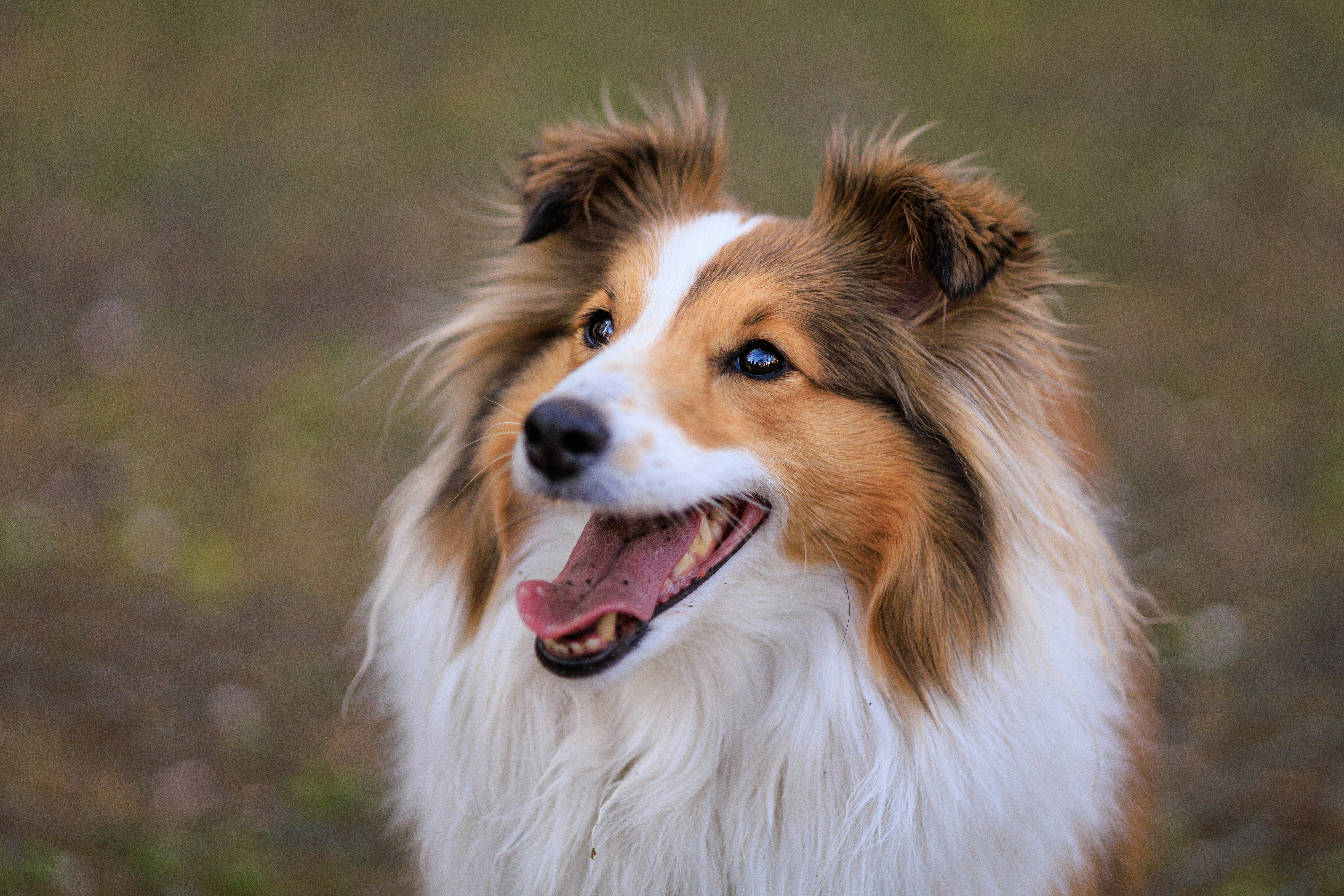 Shetland Sheepdogs
