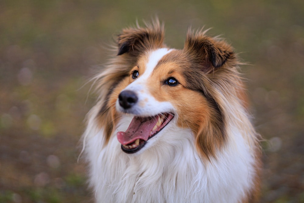 a brown and white dog standing on top of a grass covered field