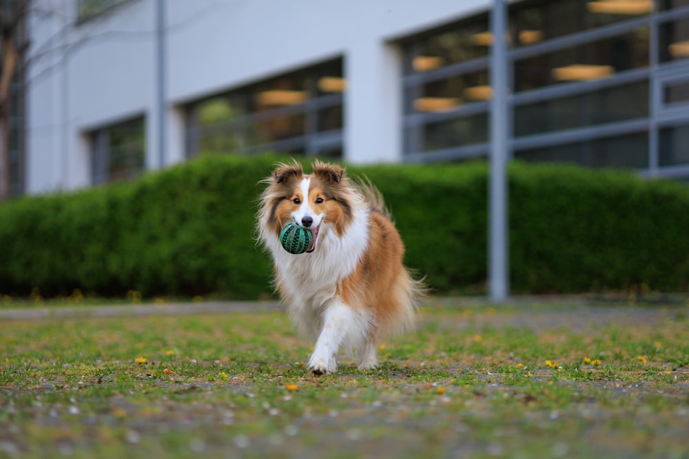 a dog running with a ball in its mouth