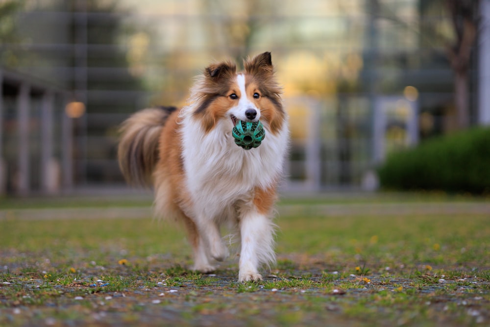 a brown and white dog carrying a ball in its mouth