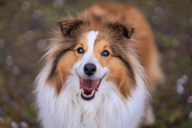 A fluffy dog with a long coat of white and brown fur is looking directly at the camera with a happy expression. Its ears are perked up, and its eyes are bright, giving a sense of friendliness and excitement. The background is blurred with earthy tones, highlighting the dog as the main subject of the image.