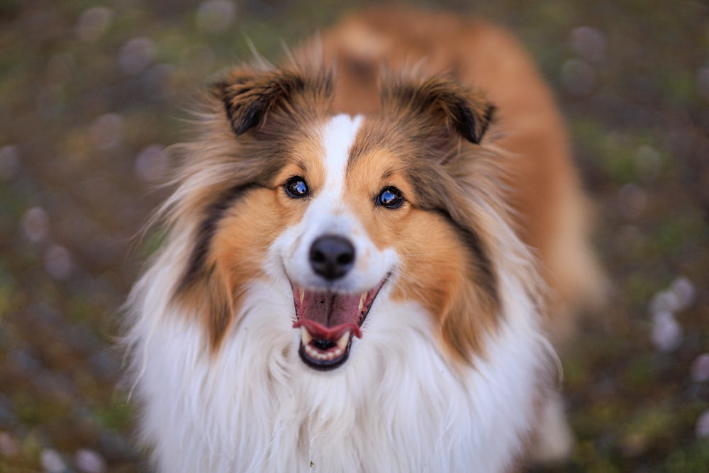 a brown and white dog standing on top of a grass covered field