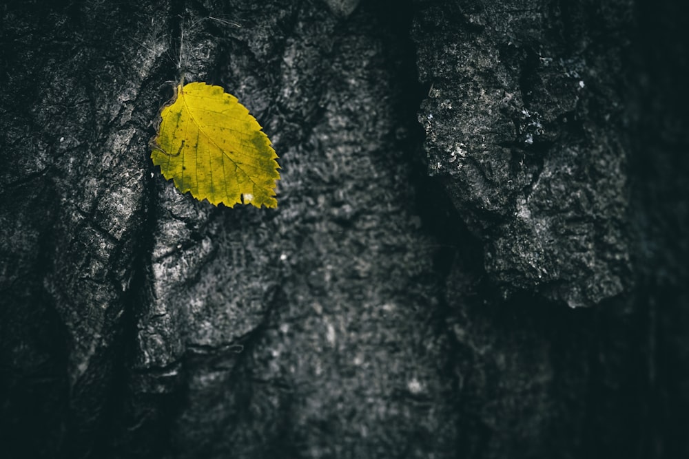 a yellow leaf sitting on top of a tree