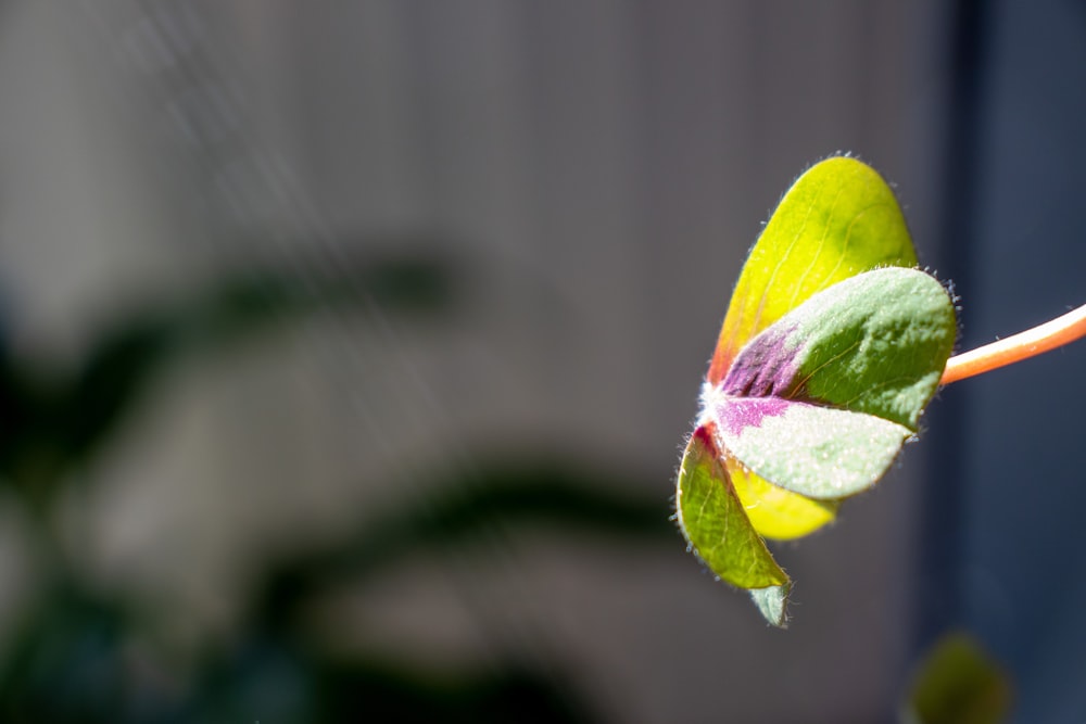 a close up of a flower with a blurry background