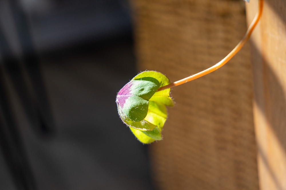 a flower that is growing out of a piece of wood