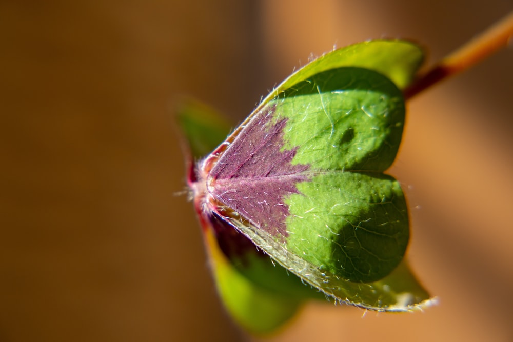 a close up of a green and purple flower