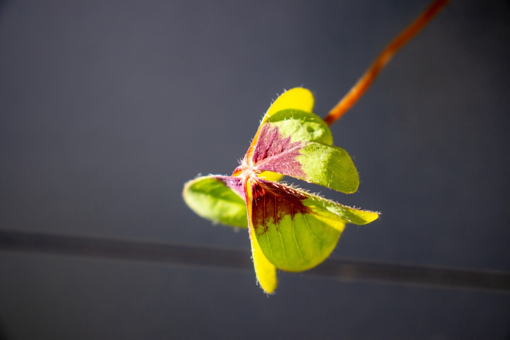 a close up of a flower with a blurry background