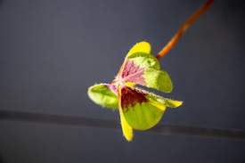 A close-up of a four-leaf clover with a unique color pattern, including vibrant greens and purples. The clover is attached to a thin, reddish-brown stem, set against a dark, blurred background that highlights the plant.