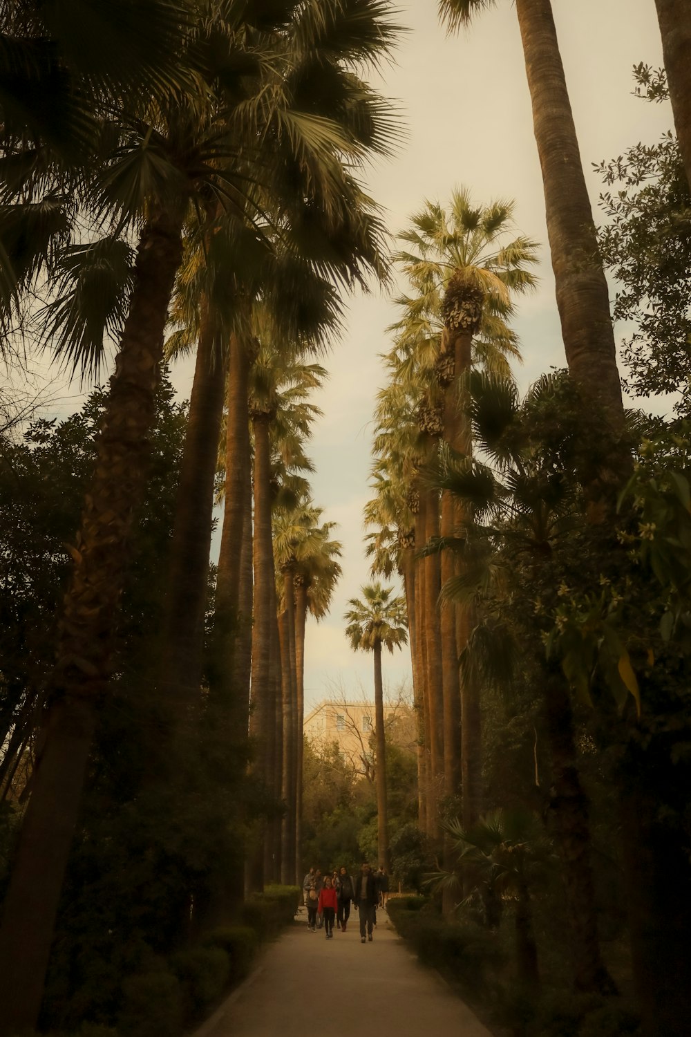 a group of people walking down a path between palm trees