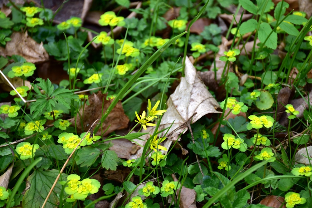 a patch of grass with yellow flowers and green leaves