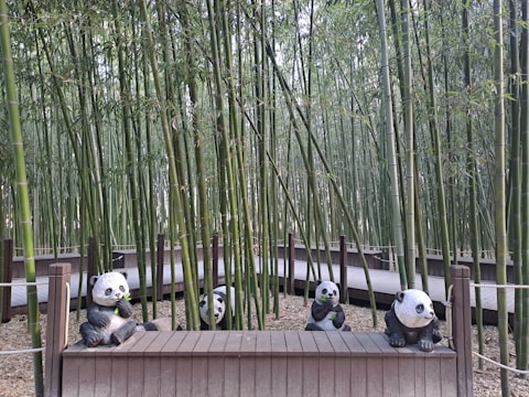Several panda statues are arranged in a bamboo forest, with a wooden walkway weaving through the tall, dense bamboo stalks. The panda figures are sitting on a wooden platform, each posed in a playful manner.