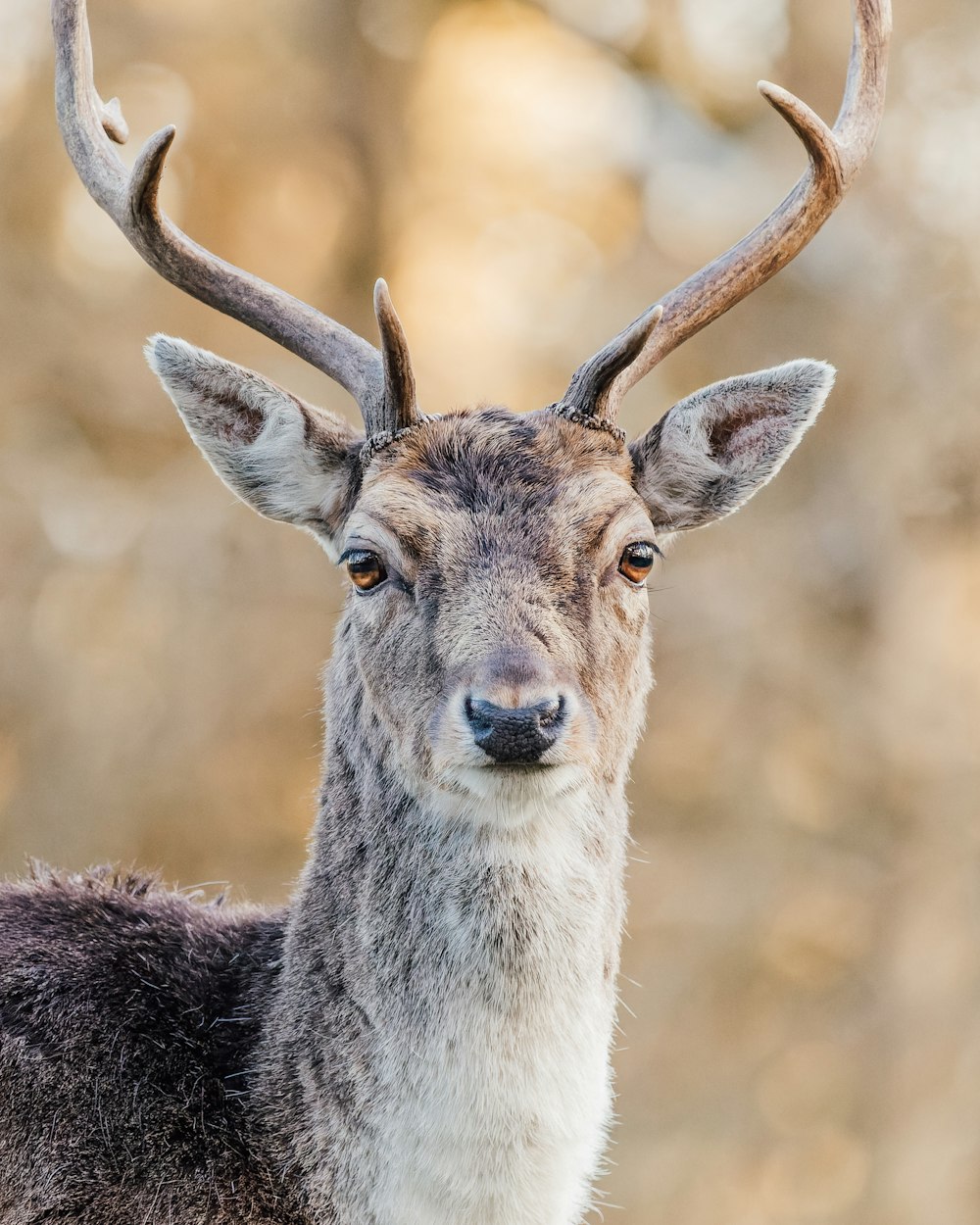 un gros plan d’un cerf avec des bois sur la tête