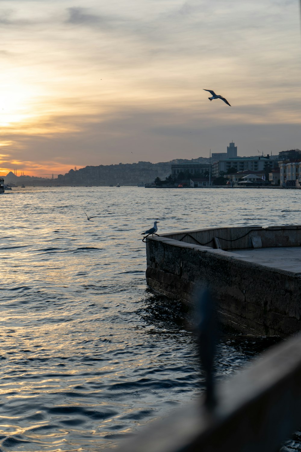 a bird flying over a body of water