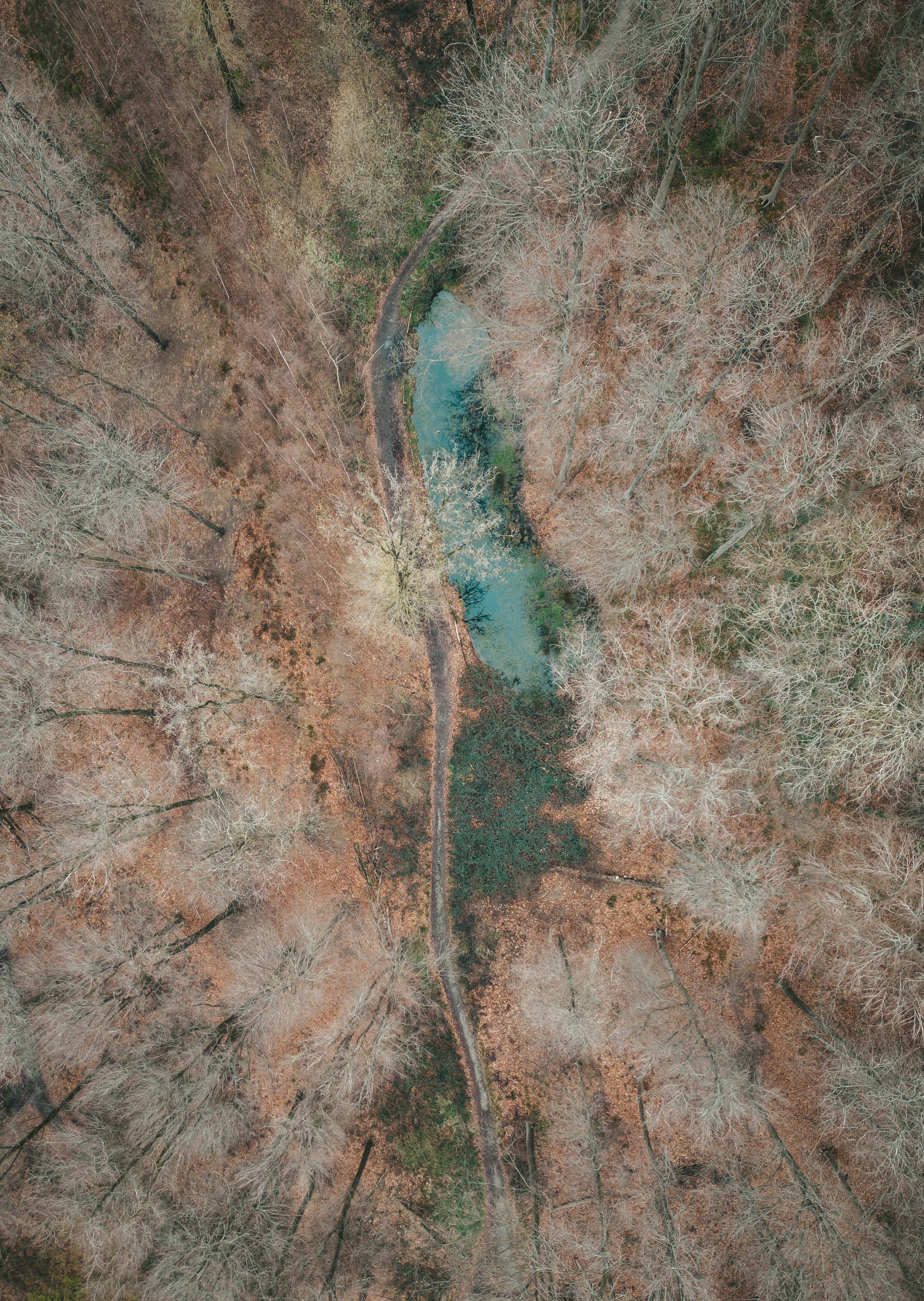 An aerial view of a river running through a forest photo – Free ...