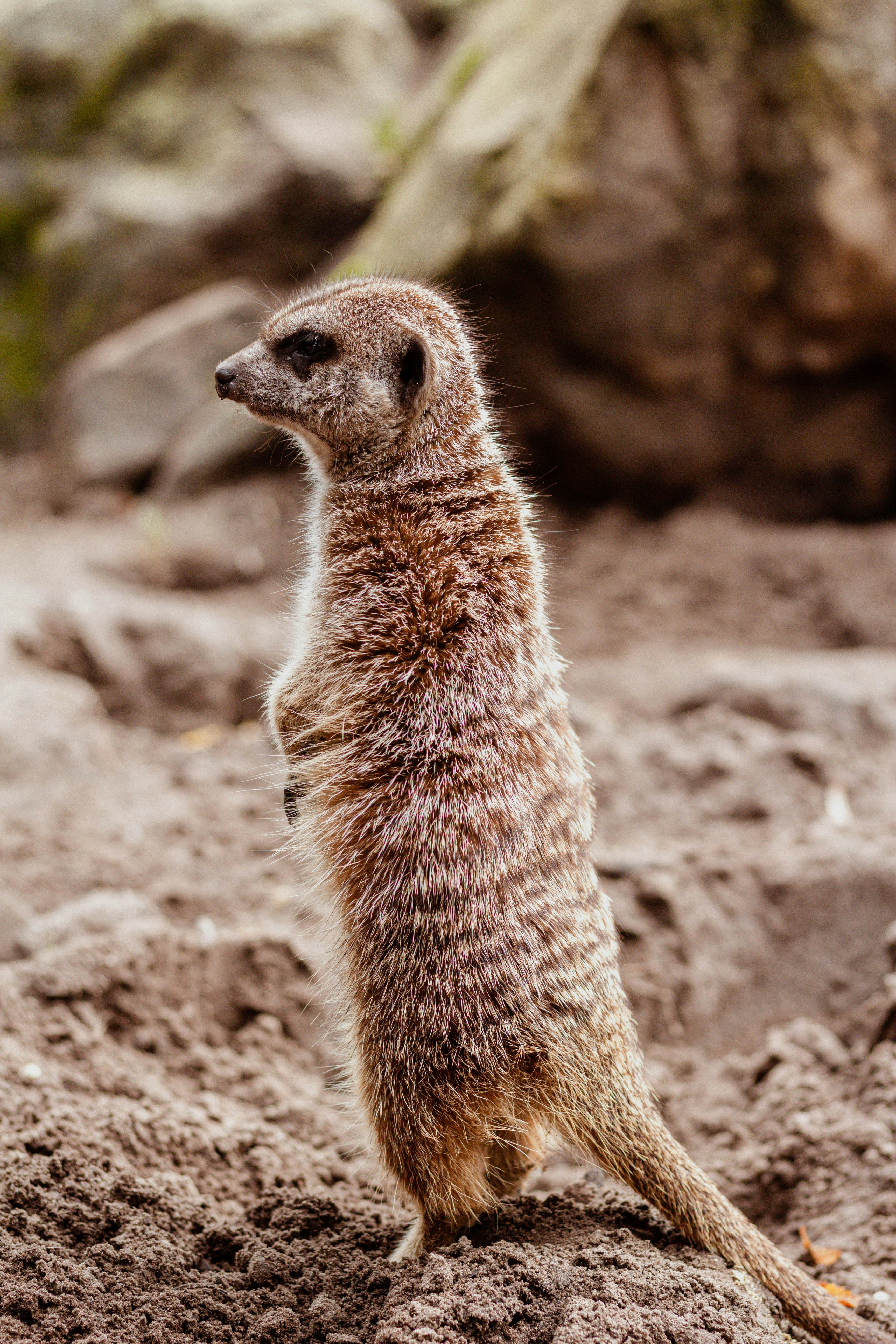a small meerkat standing on its hind legs photo – Free Africa Image on ...