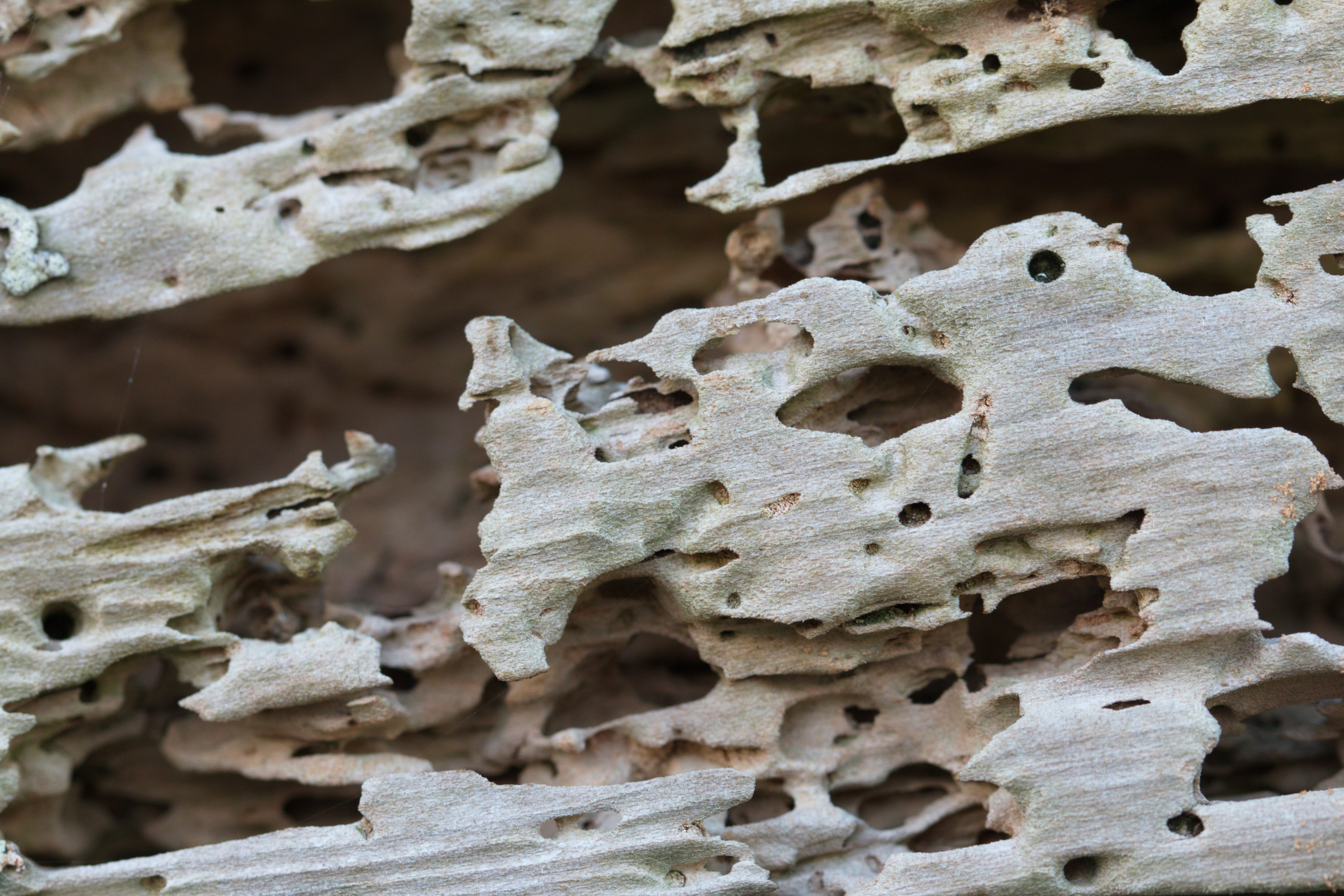 structural wood damage caused by termites - emergency pest control diboll tx