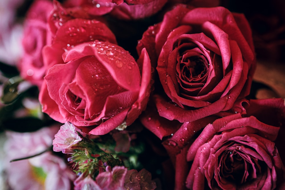 a bunch of red roses with water droplets on them