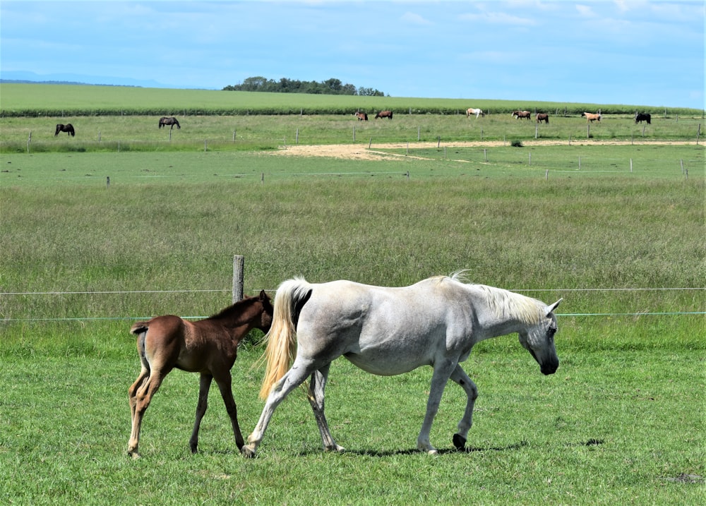 um cavalo e um potro andando em um campo
