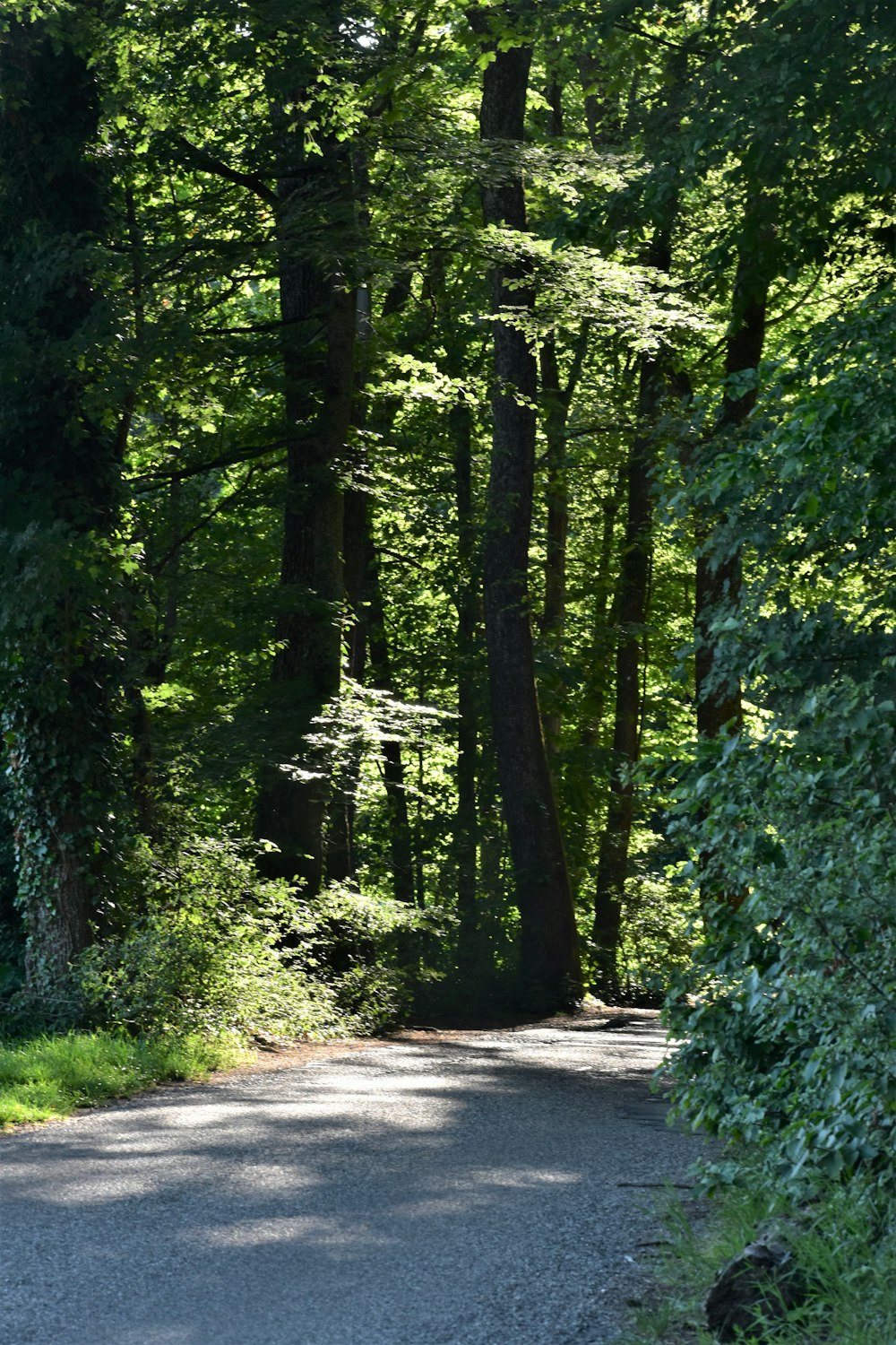 a road in the middle of a forest with lots of trees